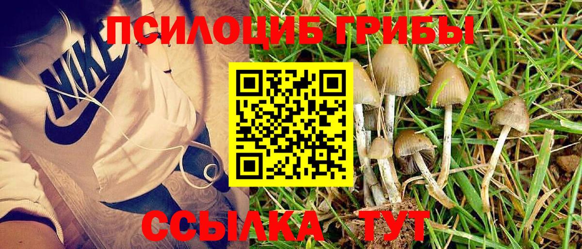 Псилоцибиновые грибы мицелий  Псилоцибиновые грибы GOLDEN TEACHER  Вход с VPN  Чебоксары 